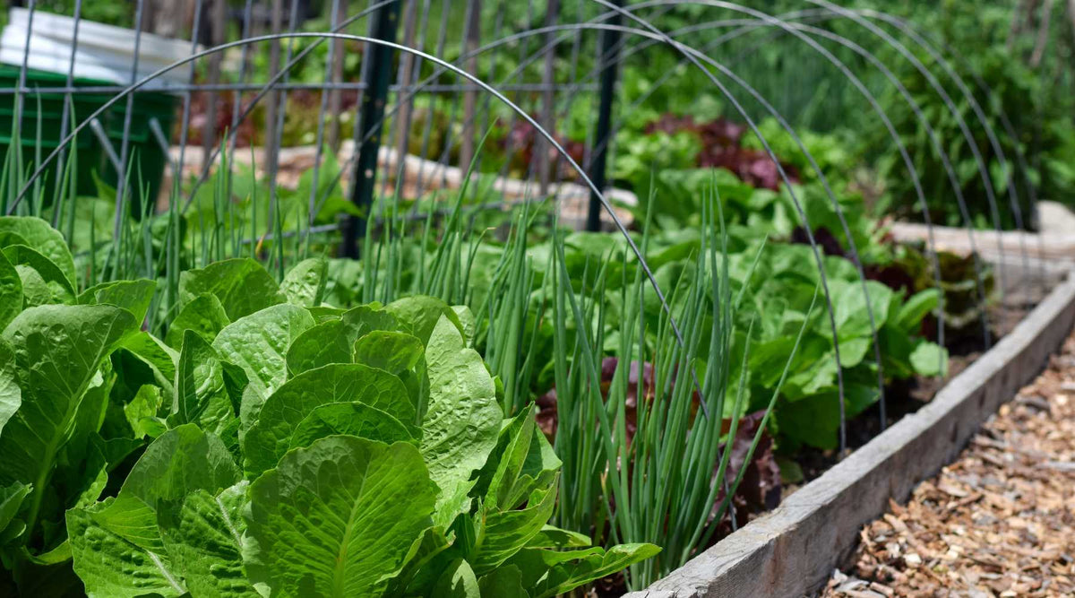 Lush garden lettuce and green onions hooped in a raised bed