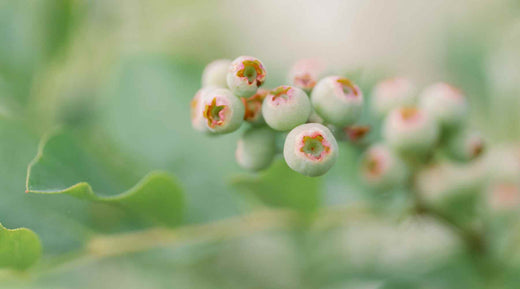 Green blueberries ripening in grow bags