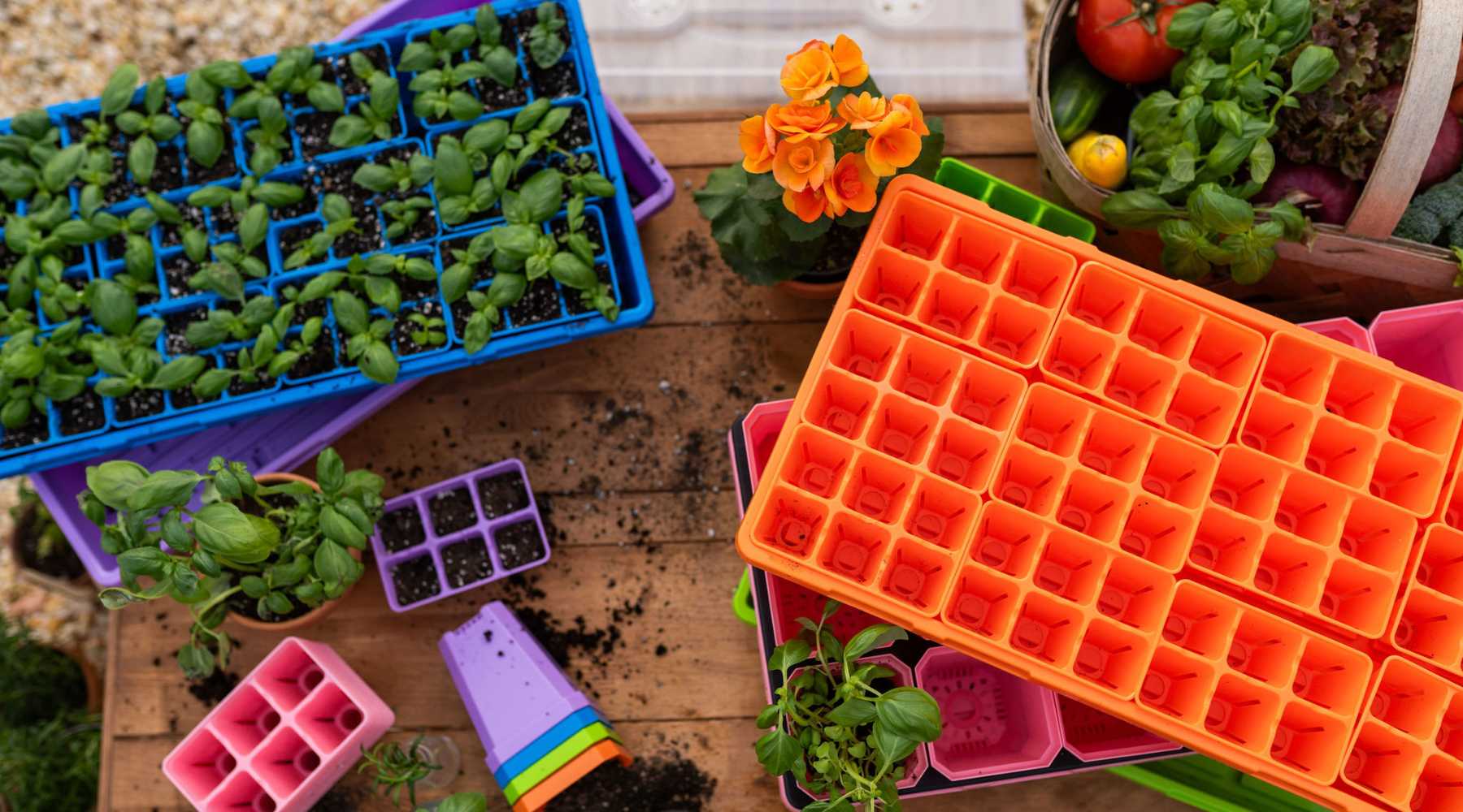 Equipment laid out on a table for transplanting seedlings. Multi-color 6-cell trays inside 1020 trays holding basil seedlings with some being transplanted into 2.5 inch pots and 3.3 inch pots. 