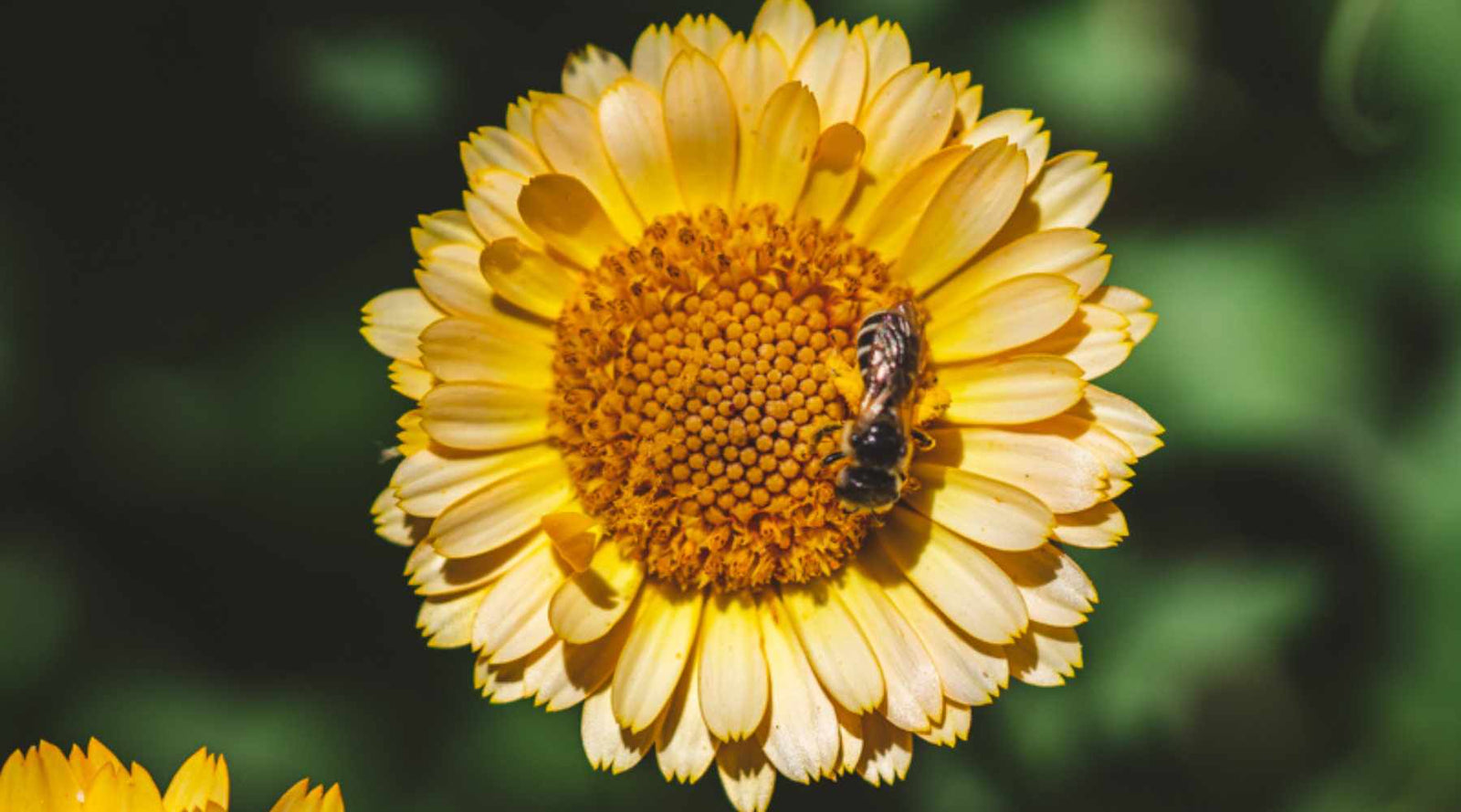 Calendula flower with pale orange petals and a dark orange center. A bee is collecting pollen in the center of the flower.  