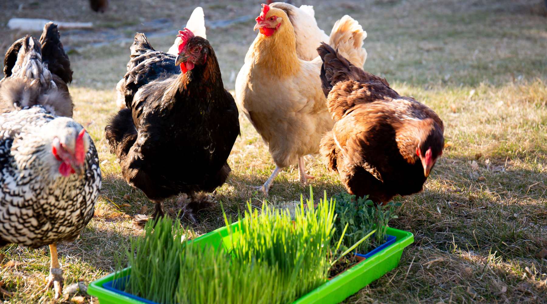 Chicken Fodder System chickens eating homegrown fodder from a mesh tray