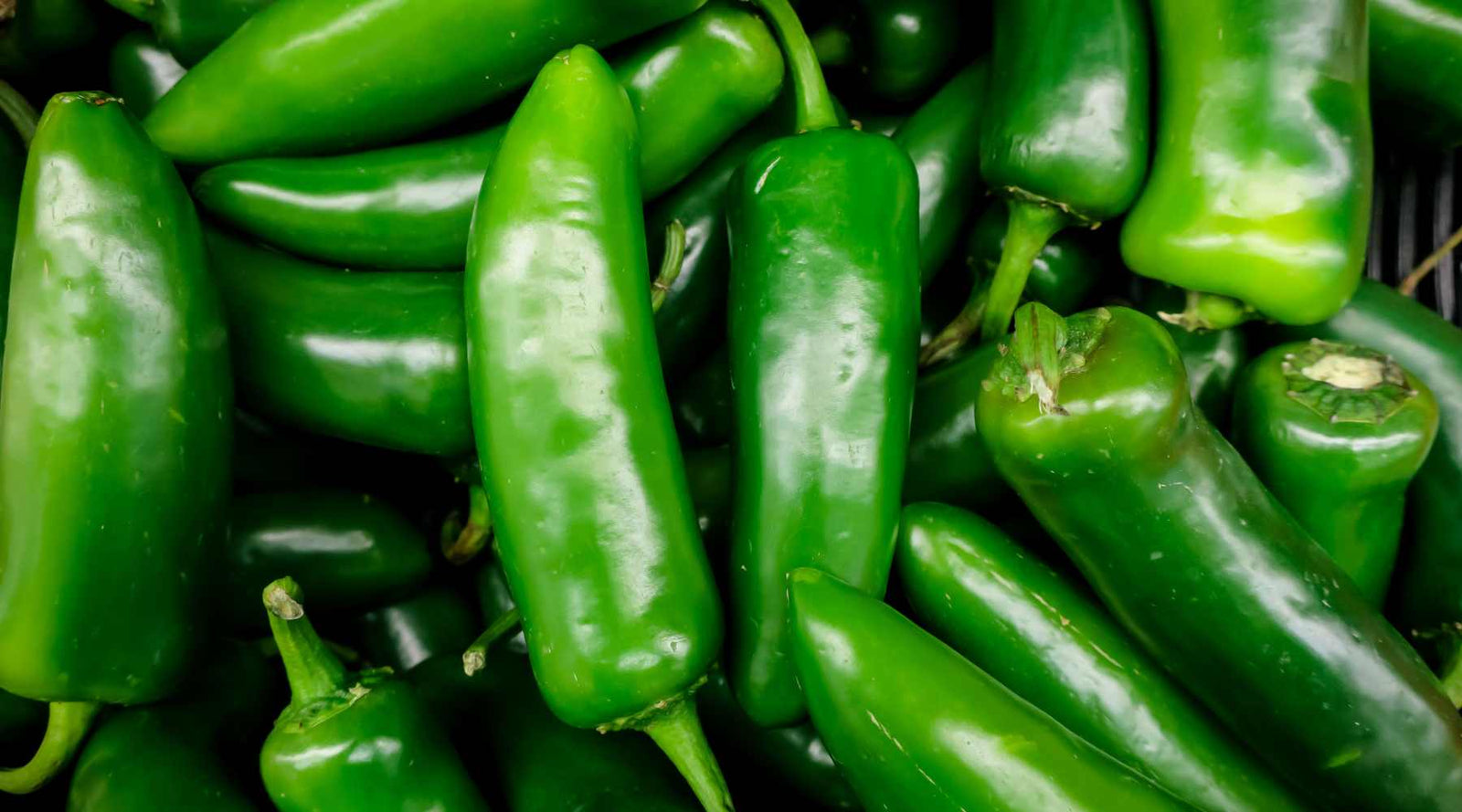 A pile of brilliant green harvested jalapeños. 