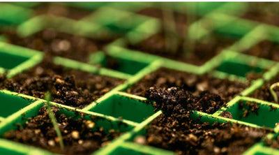 Top Reasons Your Seeds Aren’t Sprouting (And How to Fix Them)