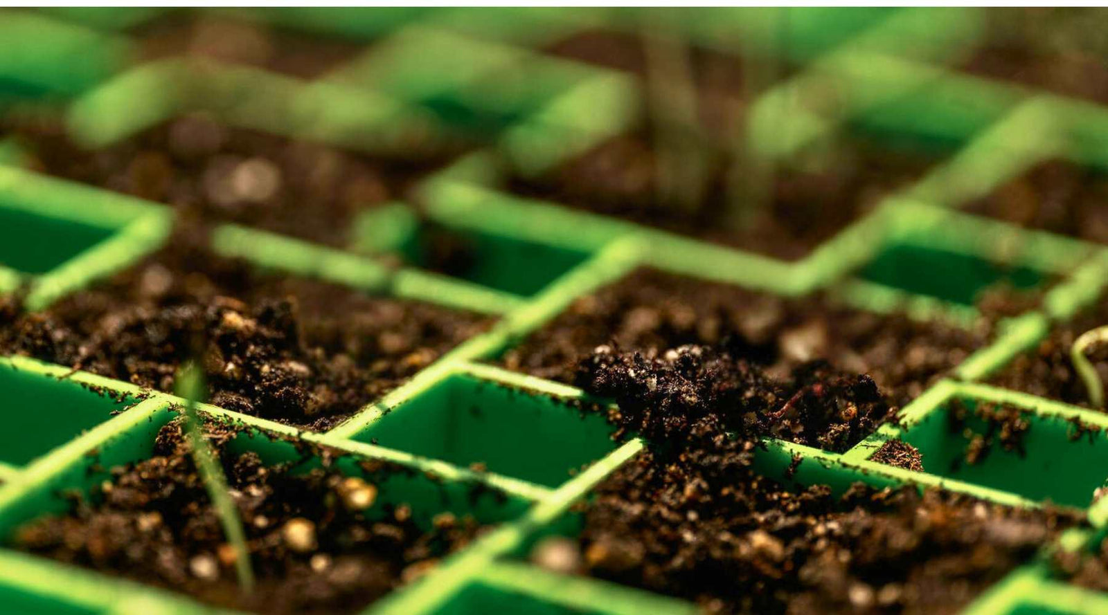 low germination rate in 72 cell air prune tray