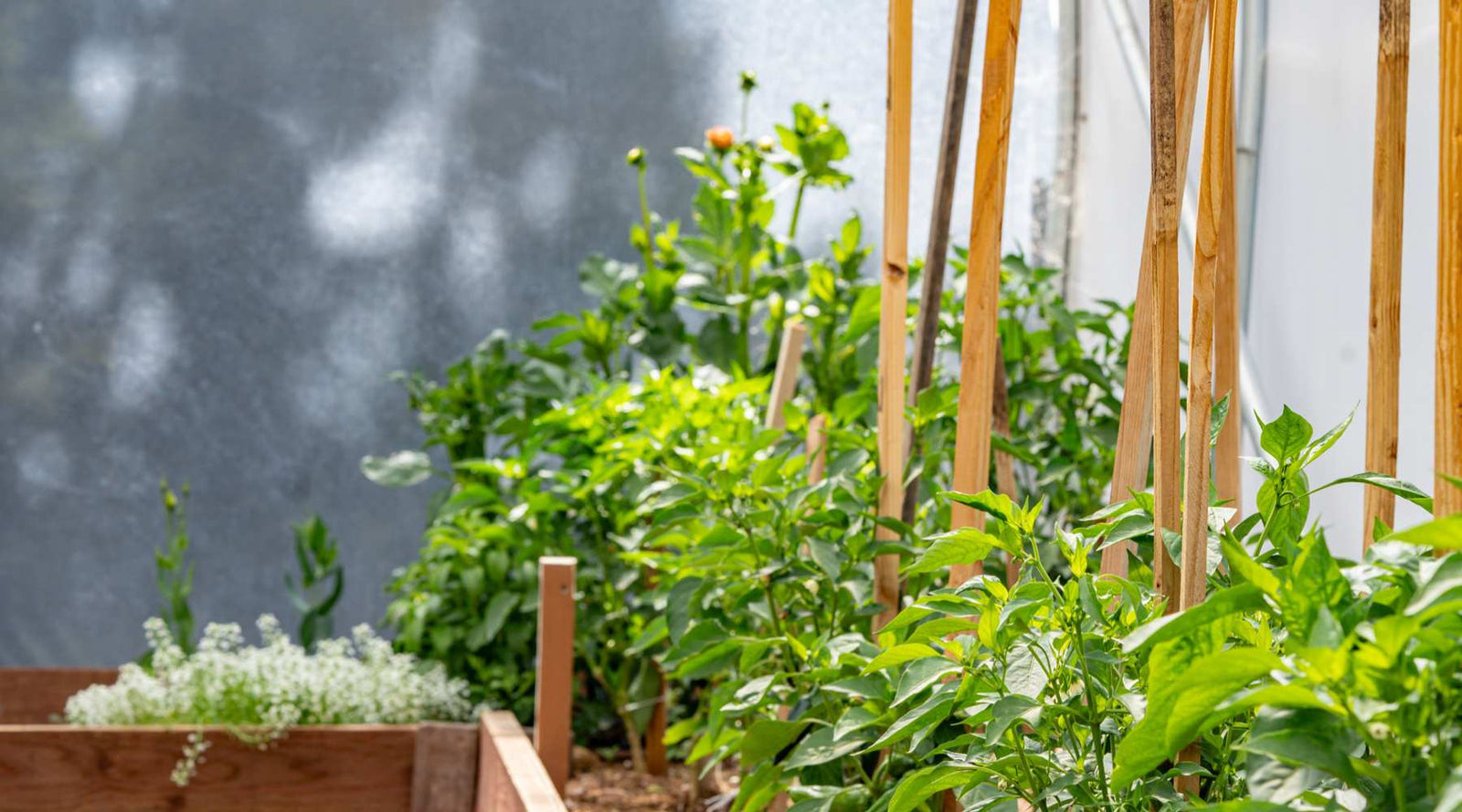 companion planting in a greenhouse
