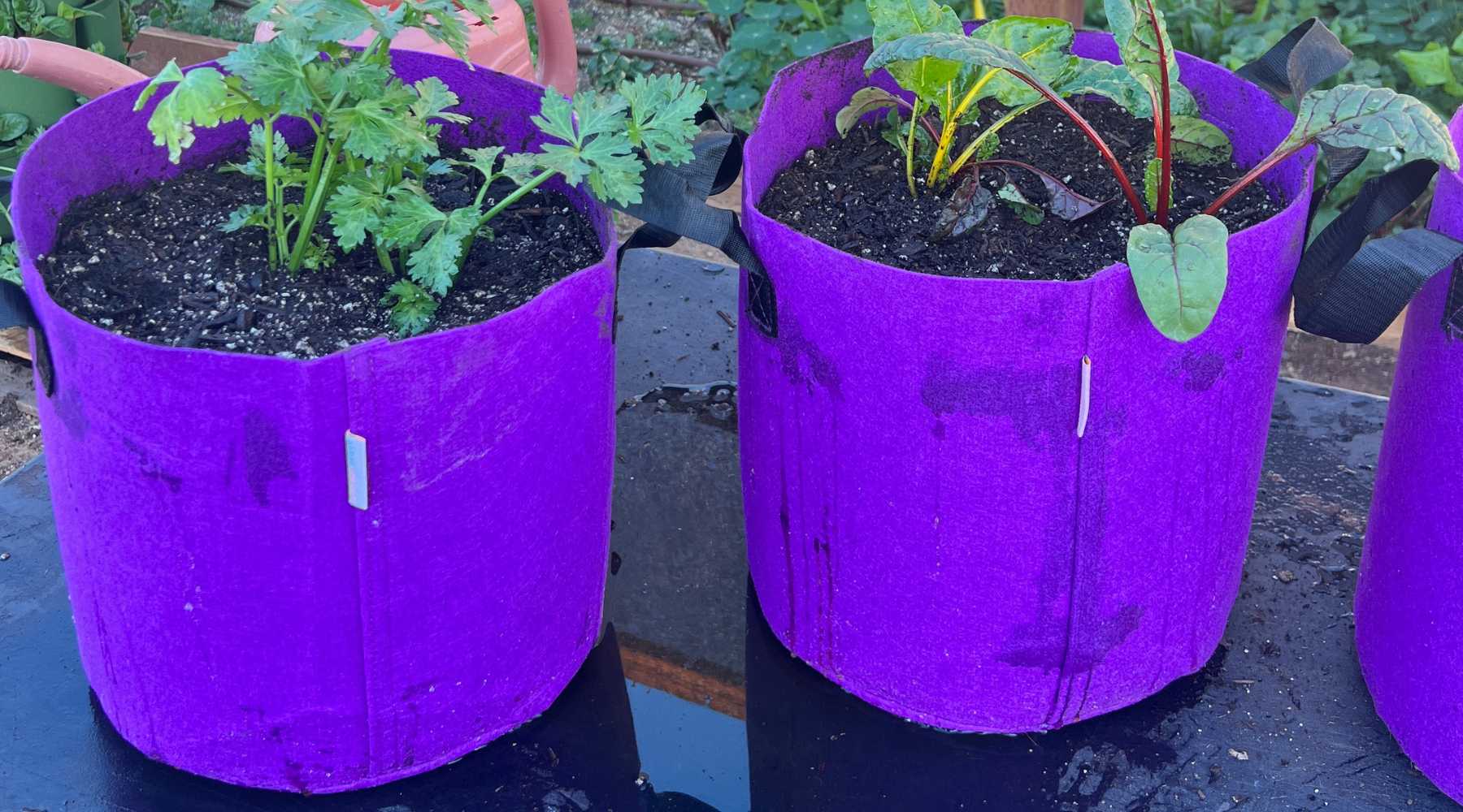 Increase Your Urban Farm's Output with Container Gardening