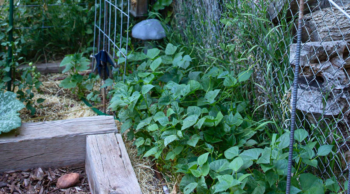 Garden planting with noticeable microclimate