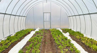 Cut Flowers for High Tunnels: A Beginner’s Plant Guide