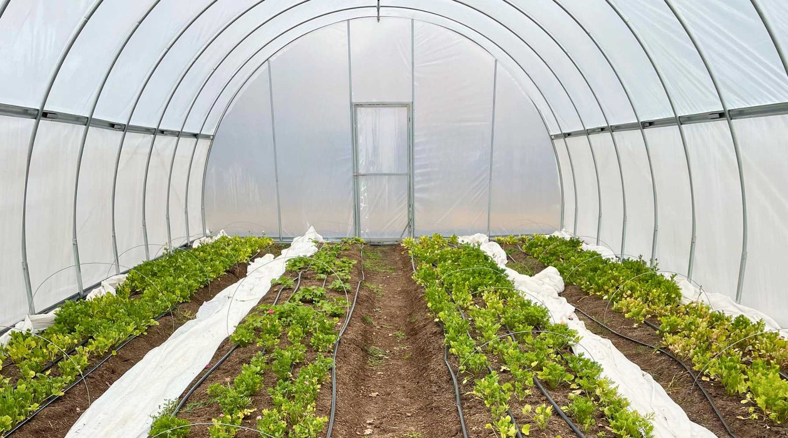 cut flowers in high tunnel