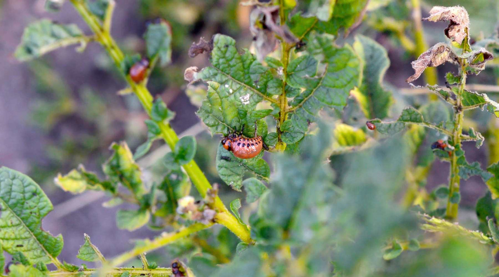 Potato Bug Control for Home Gardeners with Practical Tips