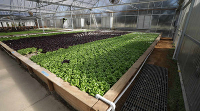 How to Grow Hydroponic Plants in Deep Water Culture: The Complete Guide