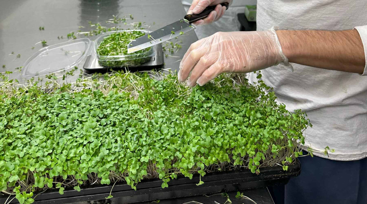 man filling a package of cut greens from tray