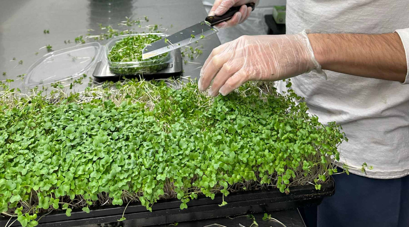 A Quick Guide to Starting a Microgreens Business - Bootstrap Farmer