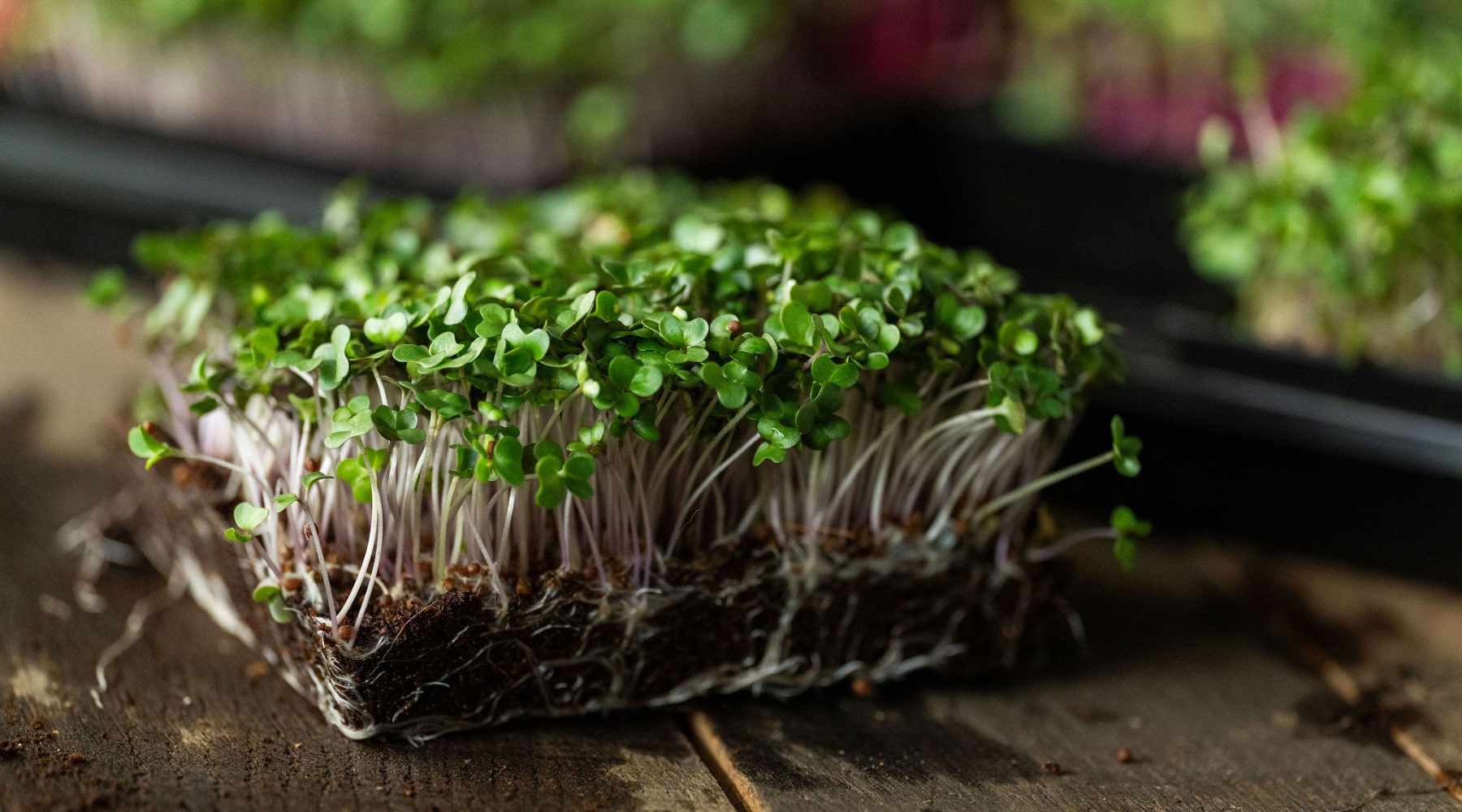 How To Grow Microgreens Indoors - SEED to HARVEST