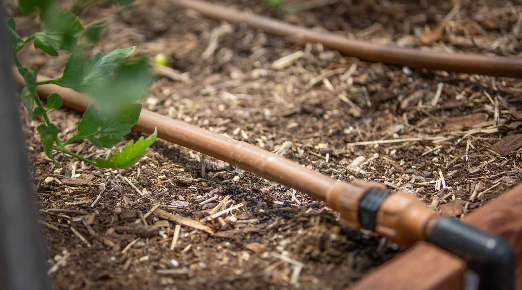 Drip Irrigation in a Hoop House