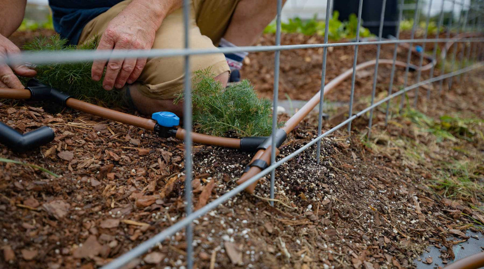 Drip irrigation system in a backyard garden.