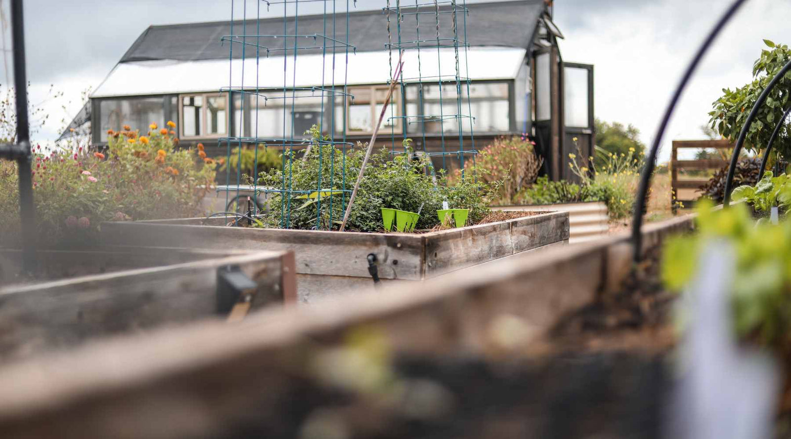 Fall garden scene with broccoli in bright green 4 cells ready for fall planting