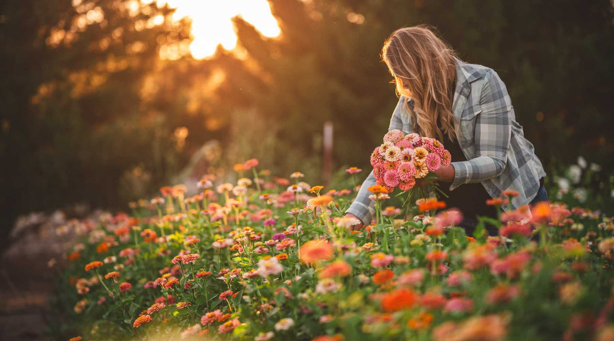 Farmer harvesting zinnias at dusk