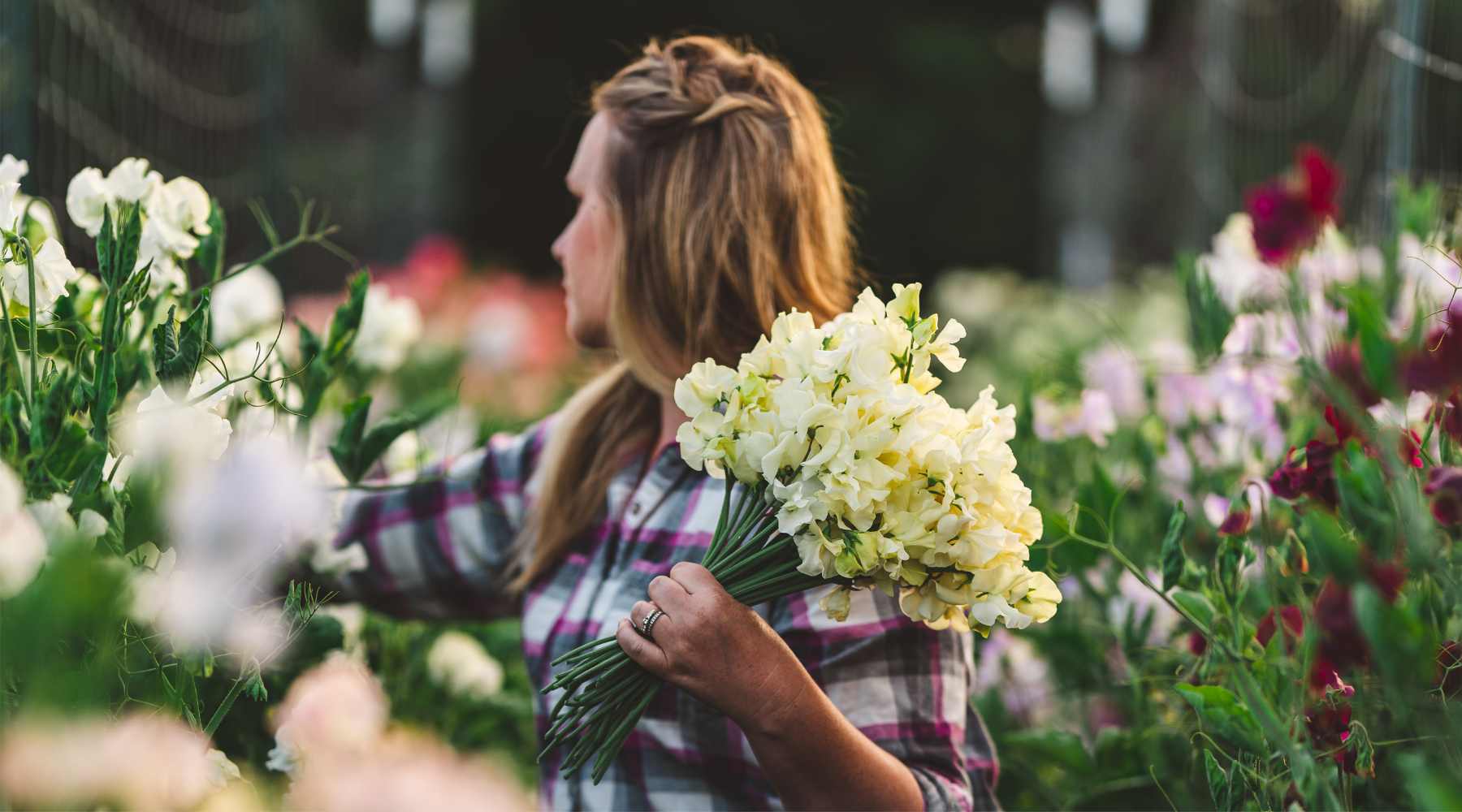A field of Sweet Pea flowers in white, cream, pink, and red. Jessica from Sierra Flower Farm is harvesting a large bundle of creamy green tinted flowers.  