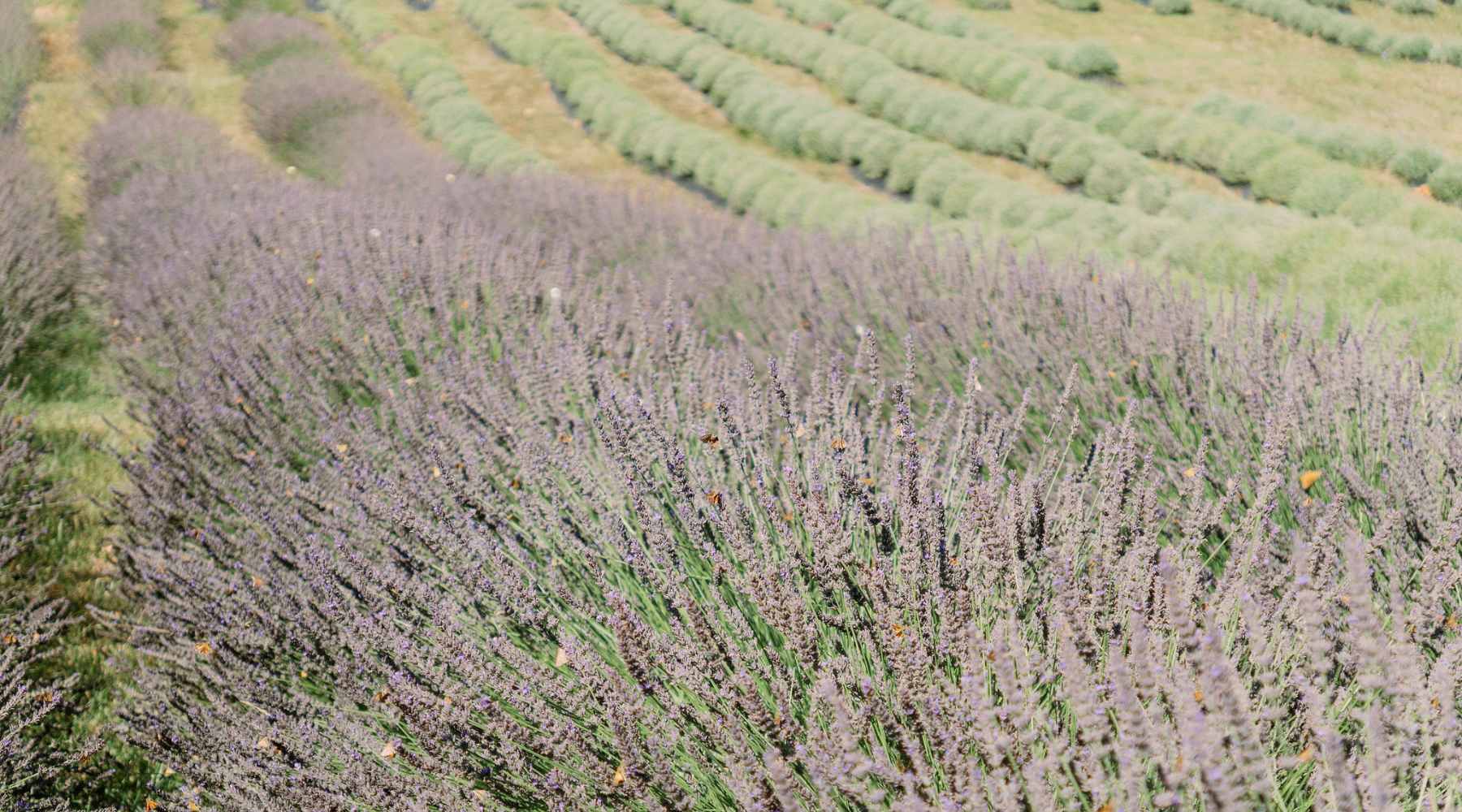 Rows of lavender growing on a flower farm. 