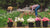 Buckets of flowers in a flower field being harvested by two female farmers for their flower CSA. 