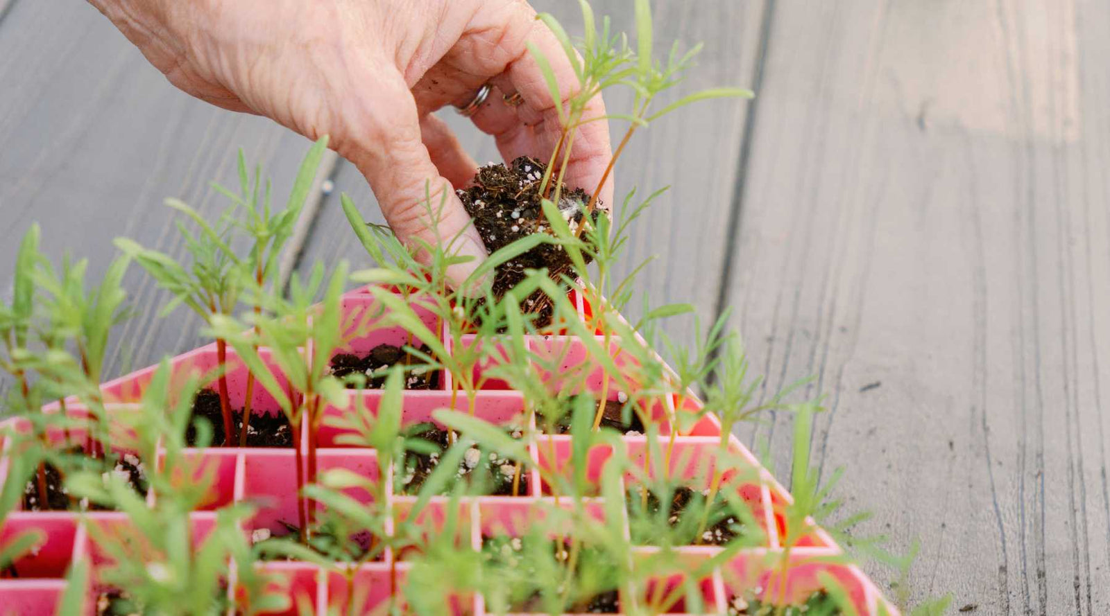 72 cell air prune tray in green with flower packets ready to seed
