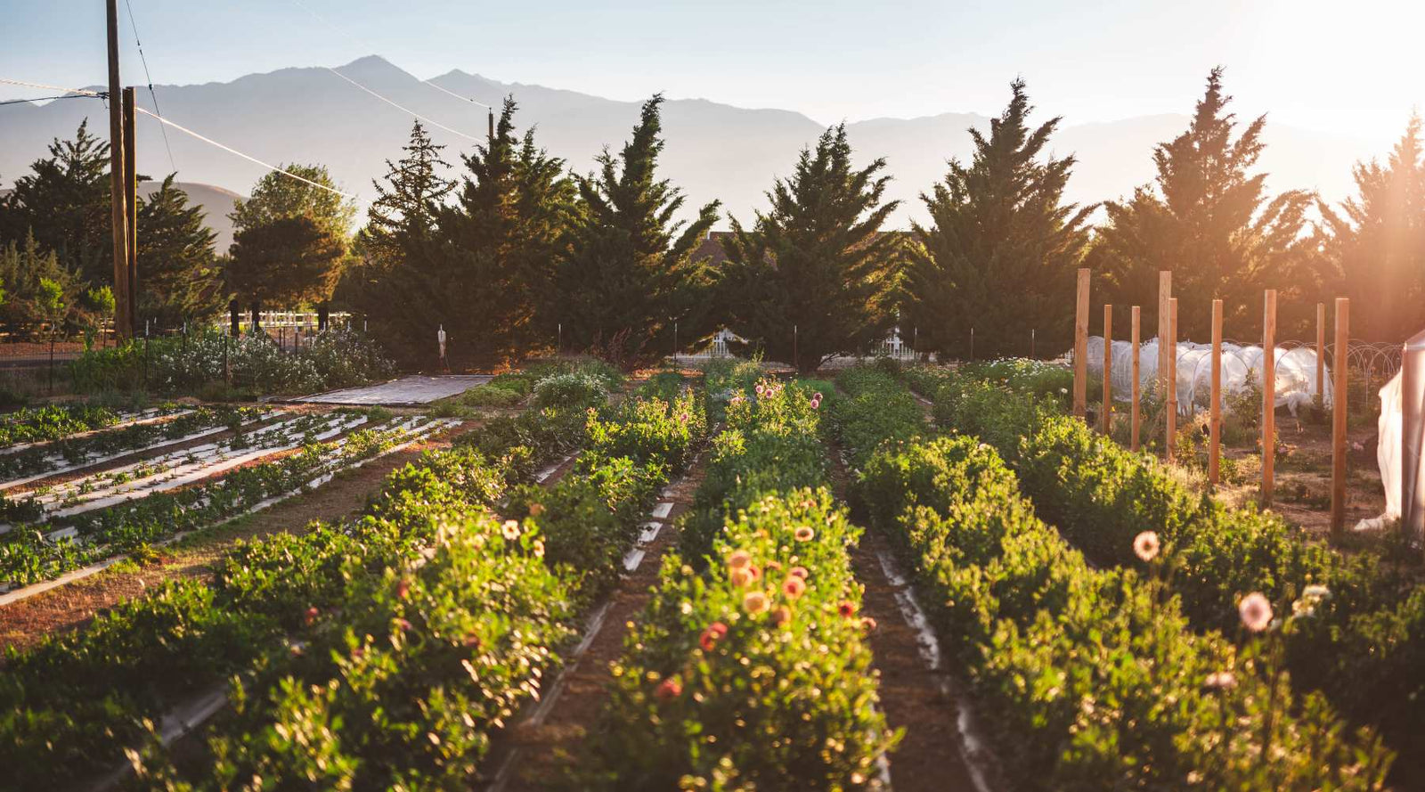 Flower farm on 1 acre