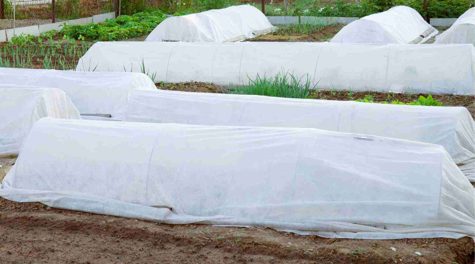 Turkey Bags - Biologic Crop Solutions