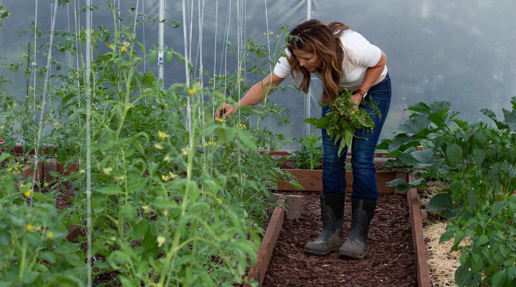 Gardener in Greenhouse Harvesting Tomatoes