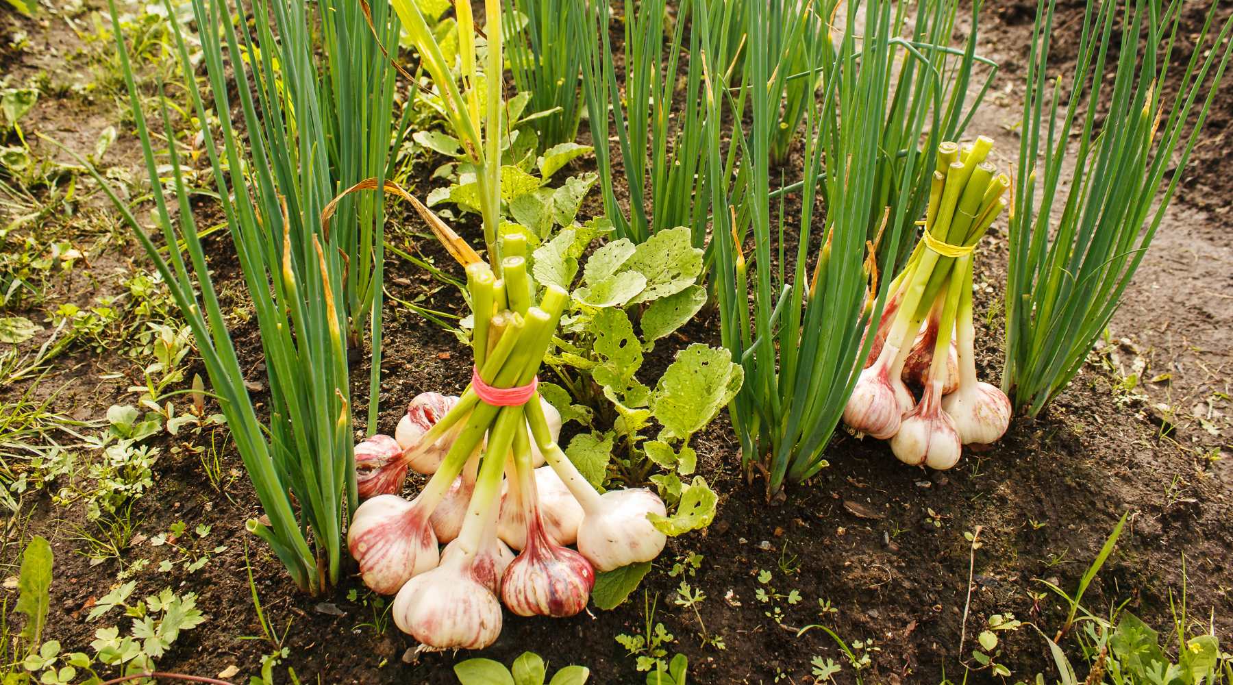 garlic bundled