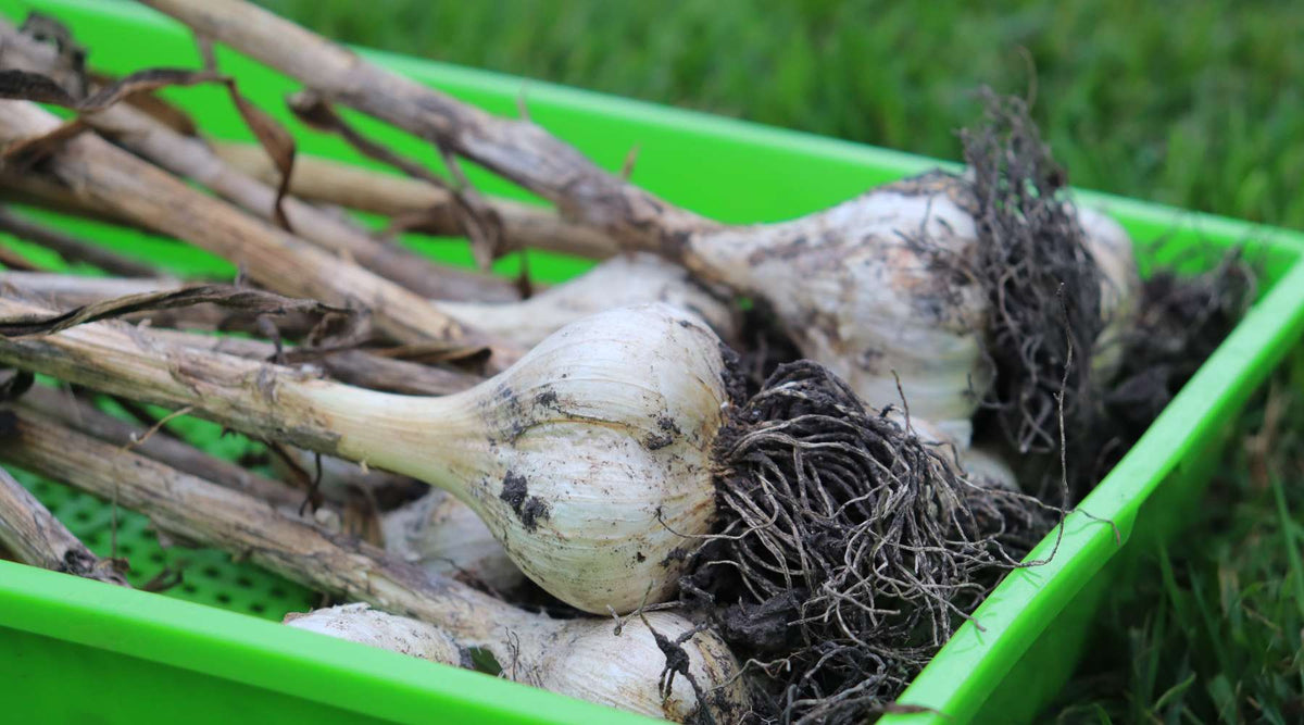 garlic harvested in 1020 microgreen tray