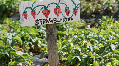 How to Plan an Edible Landscape that’s Beautiful and Feeds Your Family