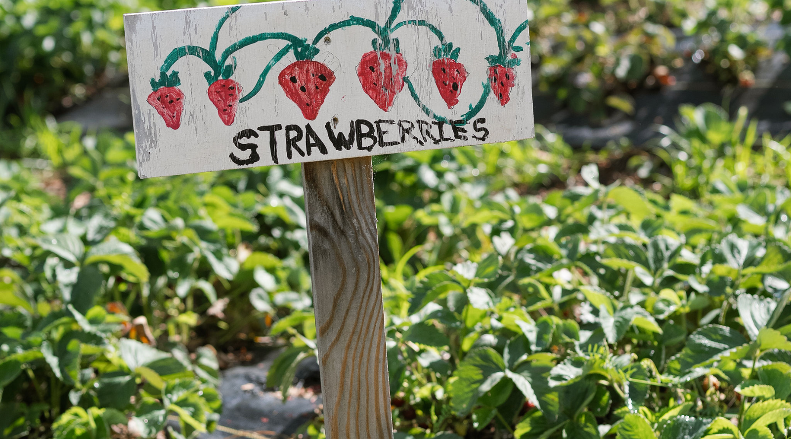 A hand painted strawberry sign in a family garden