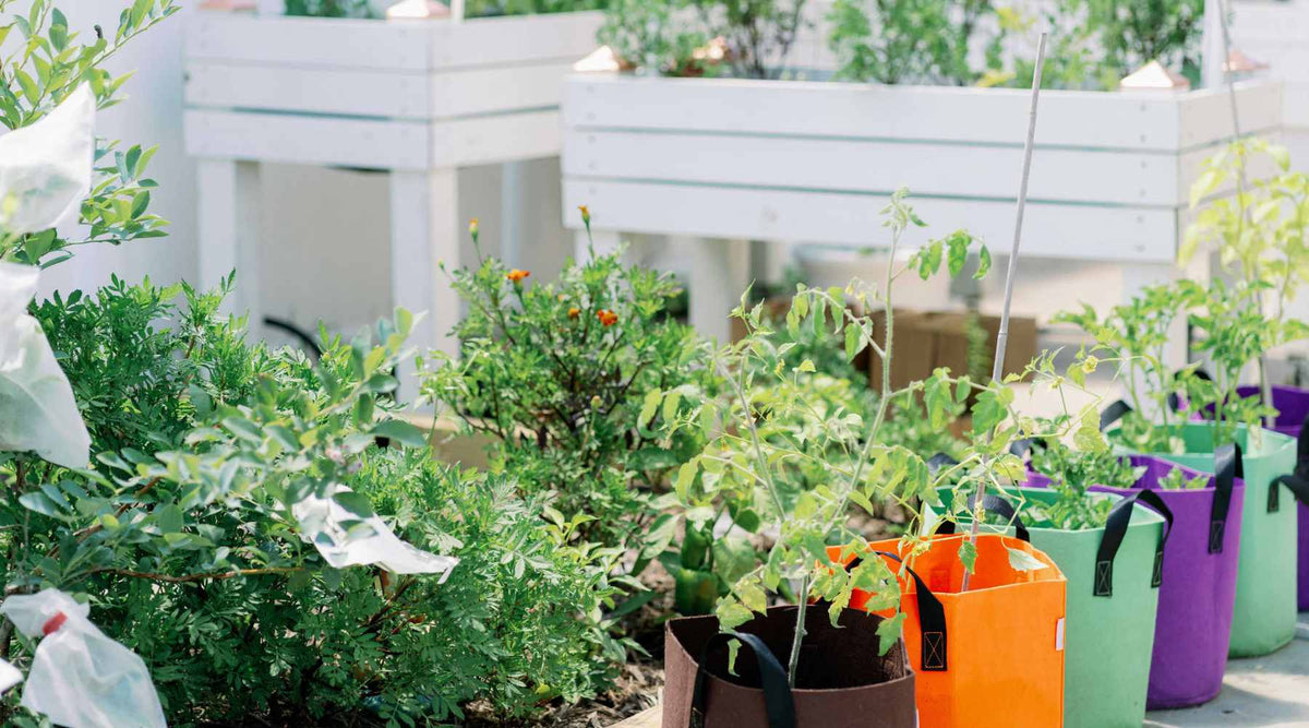 Grow bags planted with tomatoes near raised beds and tall container wooden beds in a garden