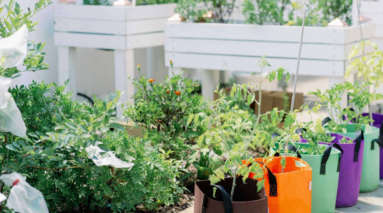 Grow bags planted with tomatoes near raised beds and tall container wooden beds in a garden