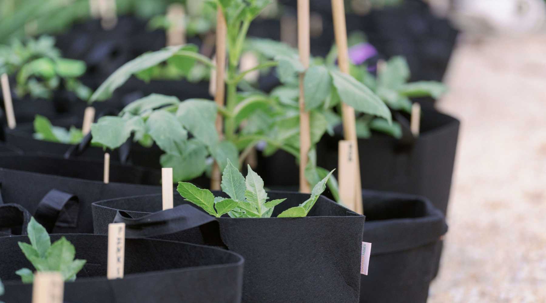 Planting in fabric grow bags