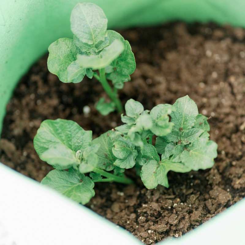 Grow Bags  Advice for Growing Plants in Fabric Containers