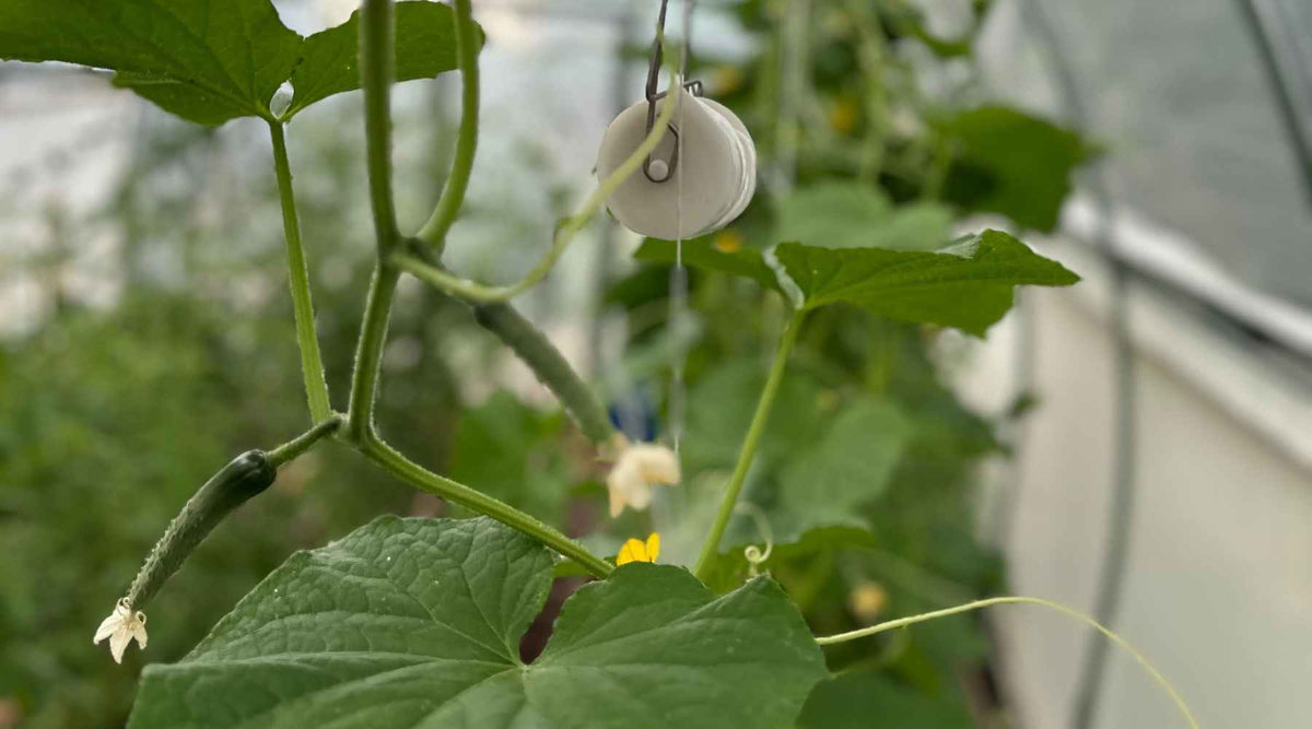 Cucumber plants trained and growing up roller hooks on a hoop house trellis