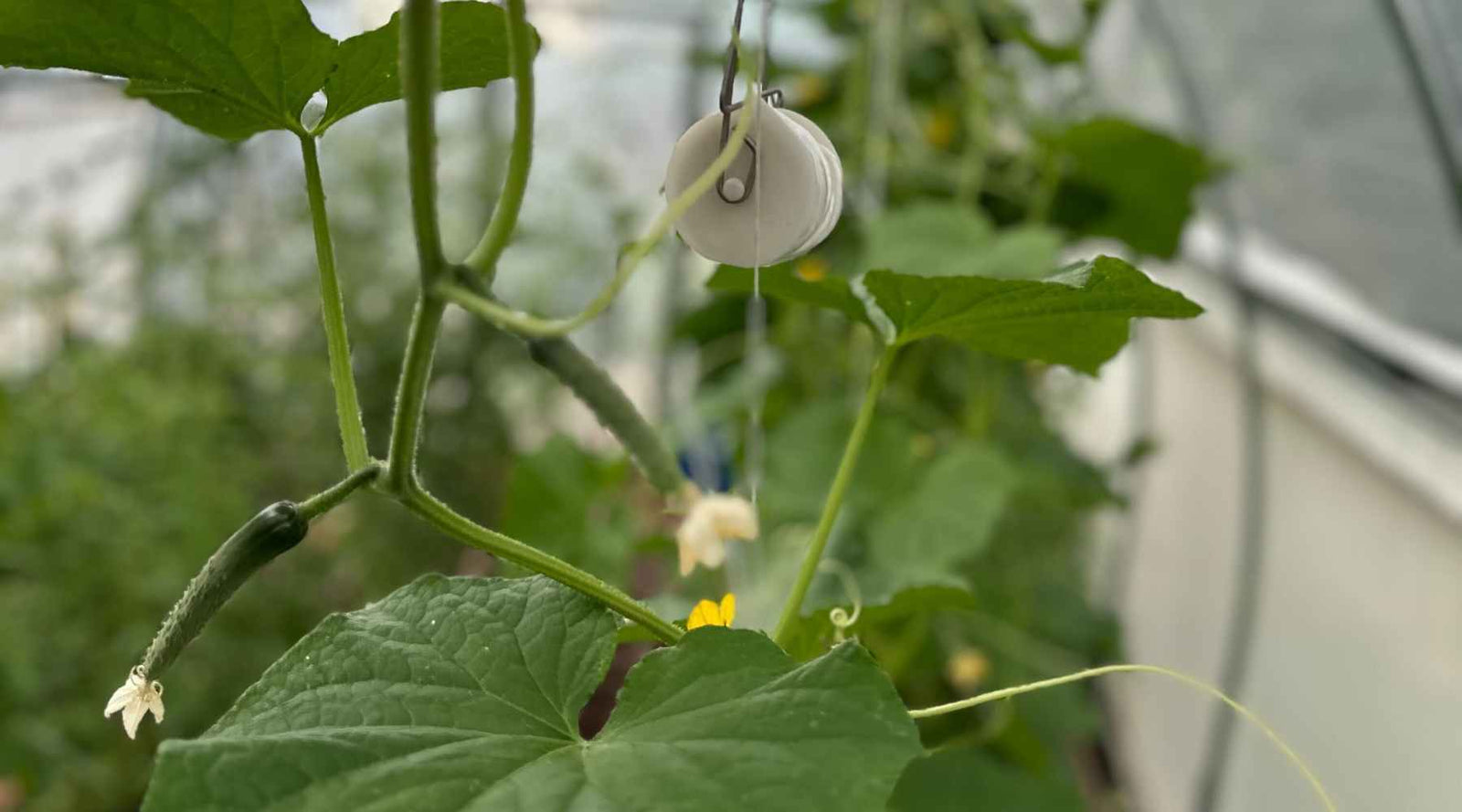 Cucumber plants trained and growing up roller hooks on a hoop house trellis