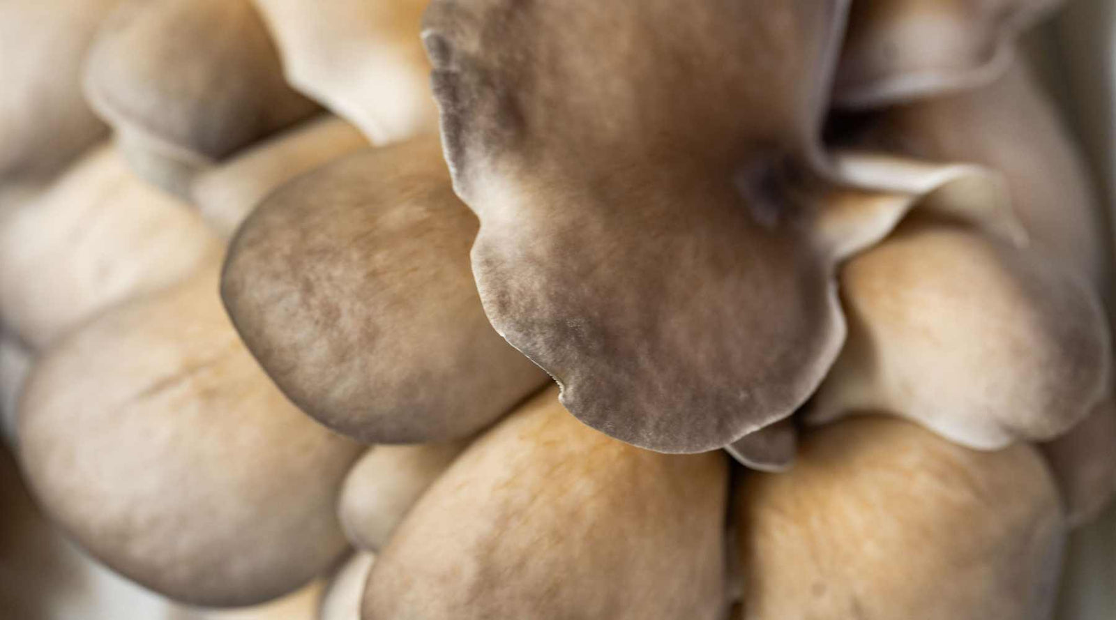 Oyster mushrooms ready for harvest