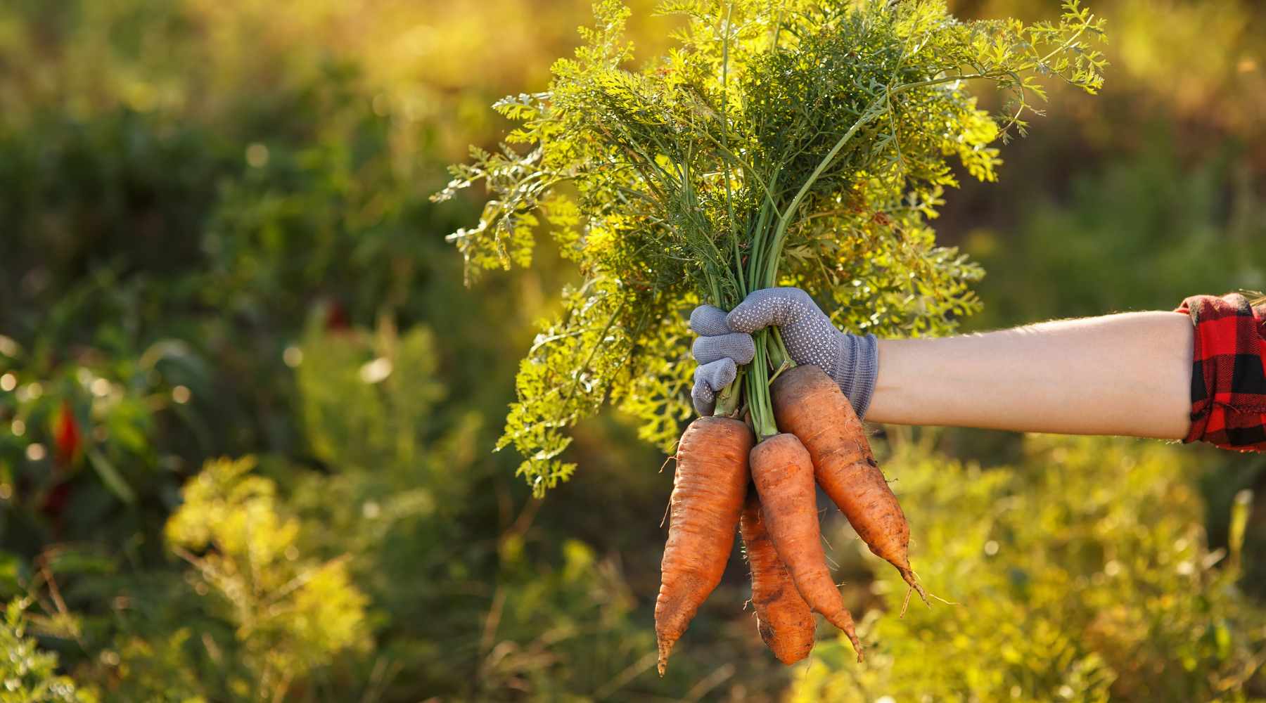 arm holding out harvested carrots with a lush field in the background.