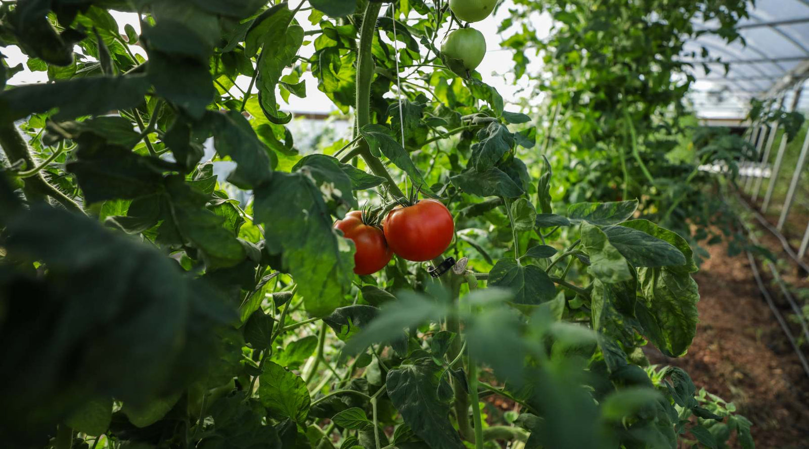 tomatoes growing in greenhouse