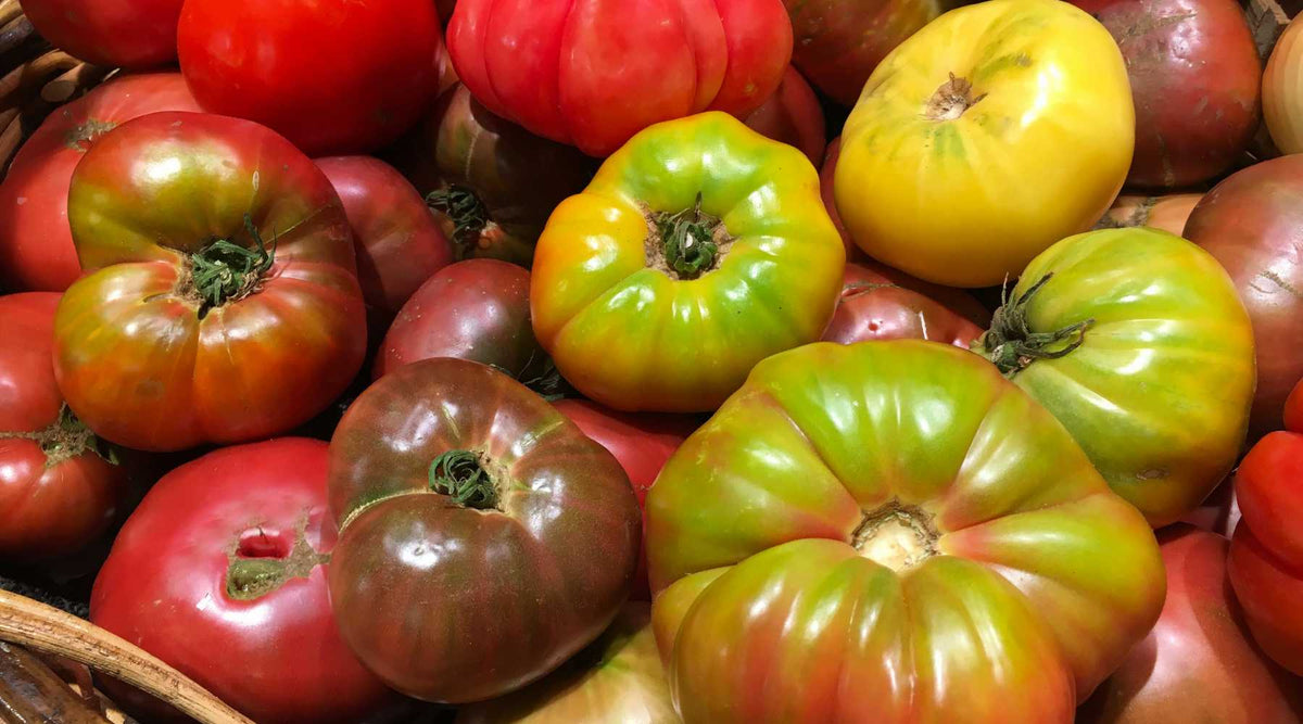Heirloom tomato harvest
