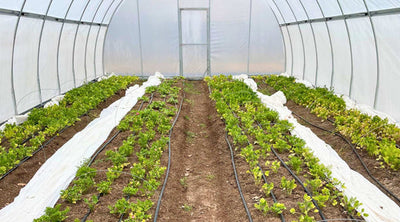 Cut Flowers for High Tunnels: A Beginner’s Plant Guide
