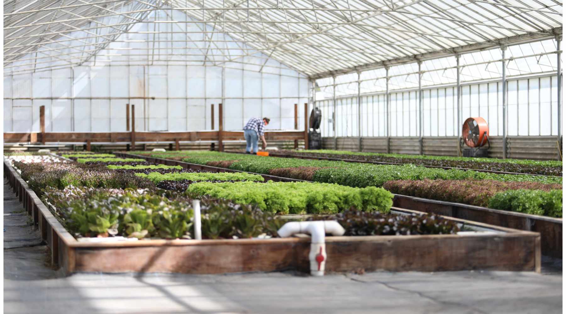 Greenhouse filled with Deep Water Culture Beds Filled with Lettuce