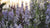 Pale purple larkspur growing tall in a flower field. 