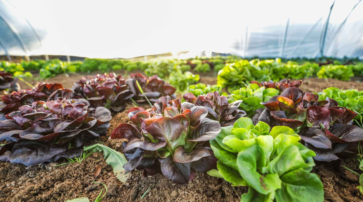 lettuce planted under a low tunnel caterpillar tunnel on a market farm