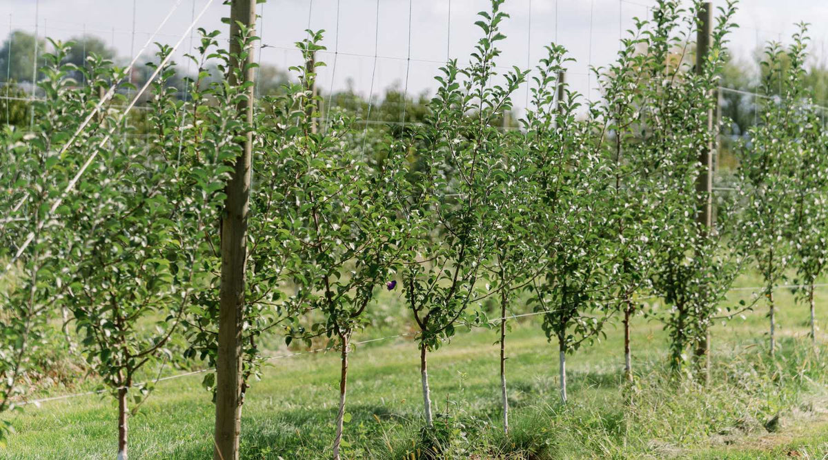 Line of Apple Trees in Orchard