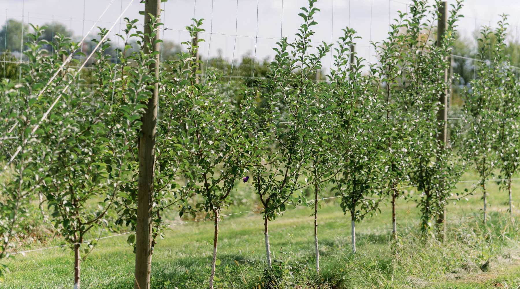 Line of Apple Trees in Orchard