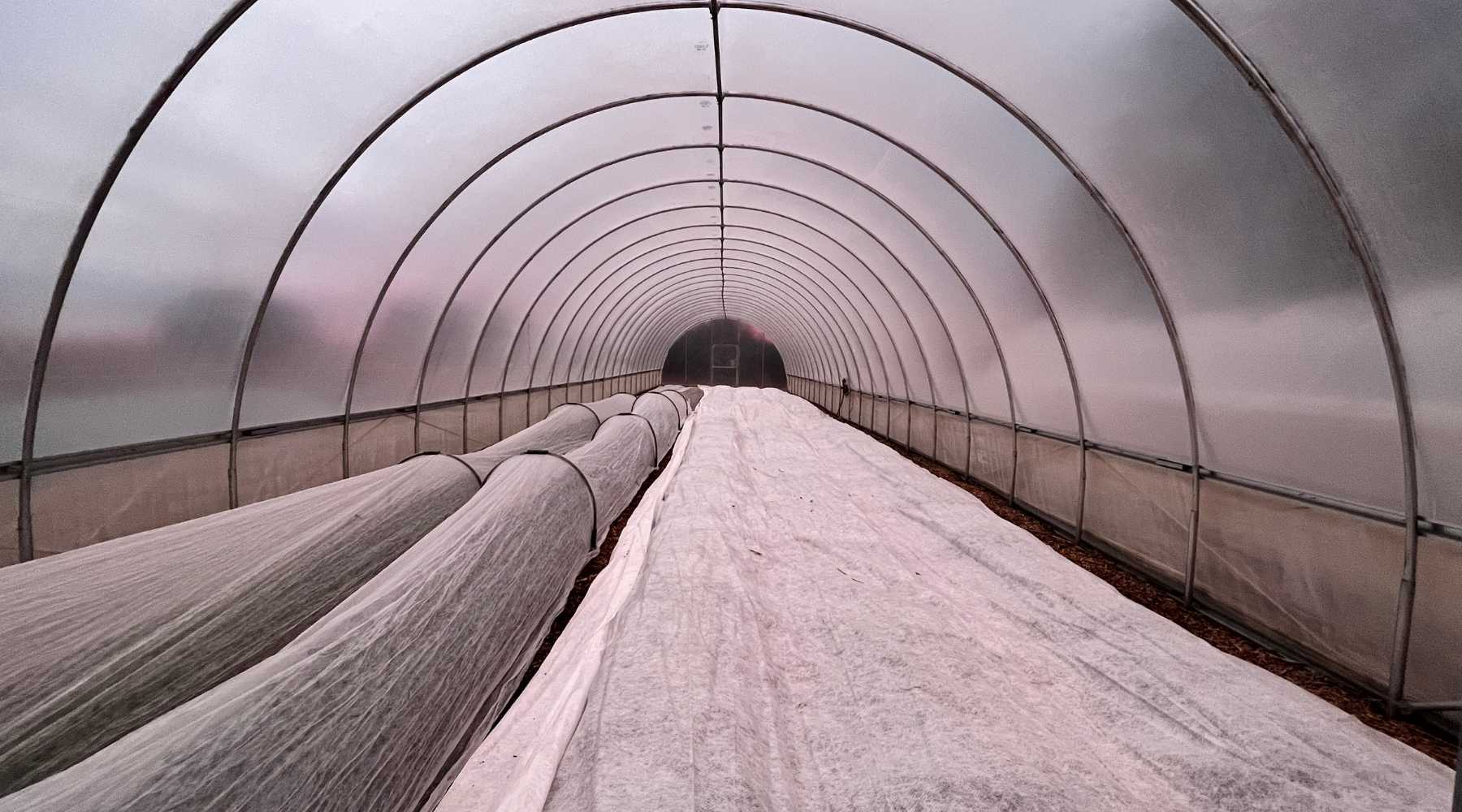 View from inside a high tunnel with morning light shining through the plastic. There are two rows covered with low tunnels and frost blanket and the other half of the tunnel has frost blanket laid directly over crops. 